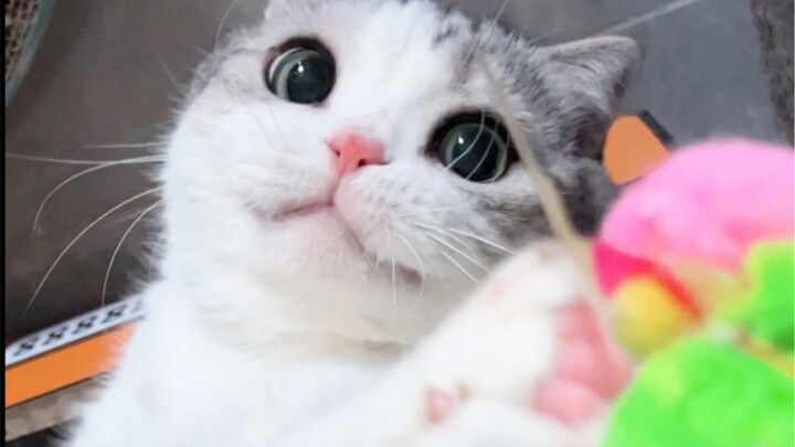 Apa yang harus dilakukan jika anak kucing terlalu mencintai ibunya