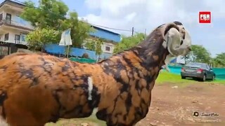 Bakra Eid Mubarak in advance