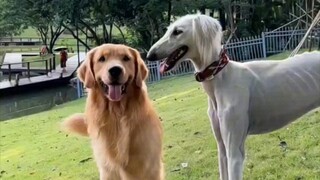 Cute twin-tailed girl crushes the yellow-haired guy