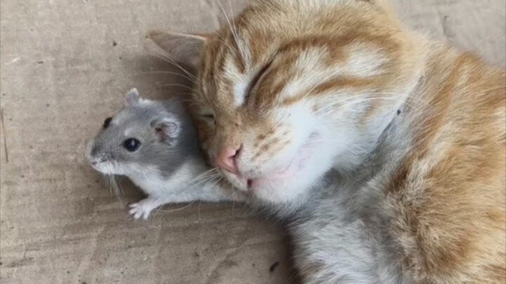 Cat: Let’s notify the house mouse!