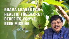 Guava Leaves for Health The Secret Benefits You’ve Been Missing