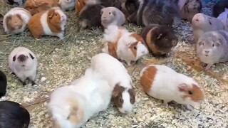 المنظور الأول: هل هذا هو جنة خنازير غينيا؟