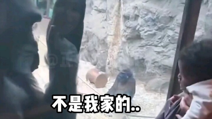 动物配音丨猩猩：这不是我的个人财产
