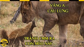 🔴 Hổ Mang Chúa Phải "CONG ĐUÔI CHẠY", Sư Tử Phải Né Xa Khi Đối Mặt Với Kẻ Săn Mồi Điên Rồ Này