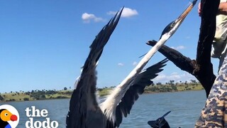 นกกระสาติดต้นไม้กลางป่า ได้รับการช่วยเหลือจากชาวเรือ โดโด้