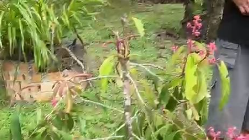 Wisata Taman Bunga di Jambi