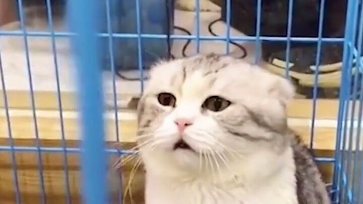 Cat: This world is too noisy.
