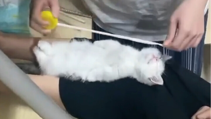 A Collection of Unusual Cats