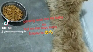 ayaw na ng baby ko kumain ng dog food🥺
