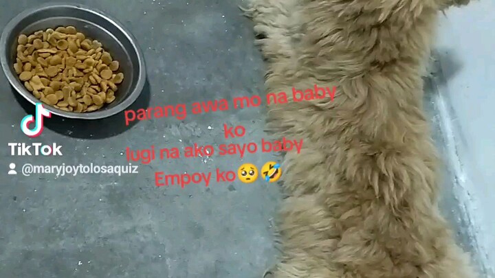 ayaw na ng baby ko kumain ng dog food🥺