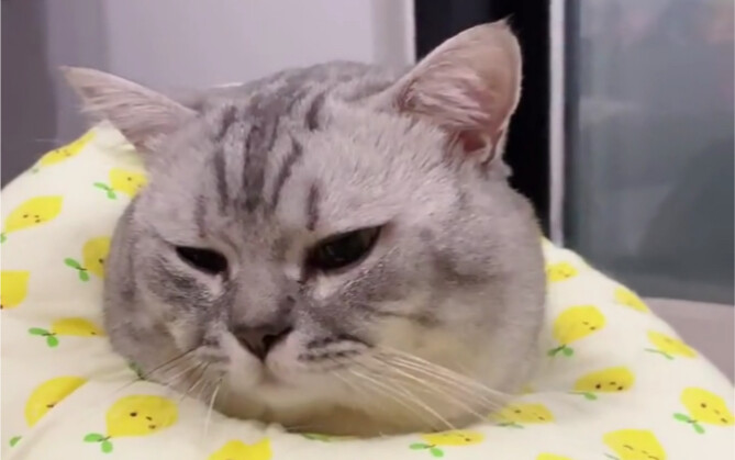 “The Happy Life of a Neutered Tomcat and His Wife”