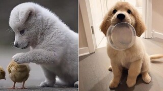 Cutest Puppies Playing Around - Cute Baby Animals Funny Moments | Cute Puppy Doing Cute Things