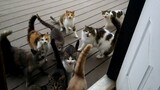 Open the door and see a group of lovely cats