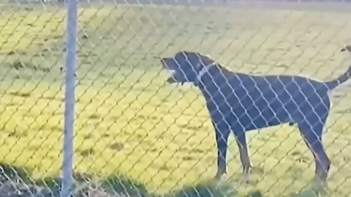 An adult dog’s meltdown happens in an instant.