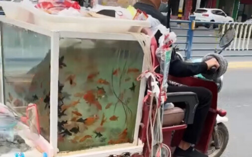 Who dares to come! Fish: Changshan gurgle gurgle gurgle slurp!