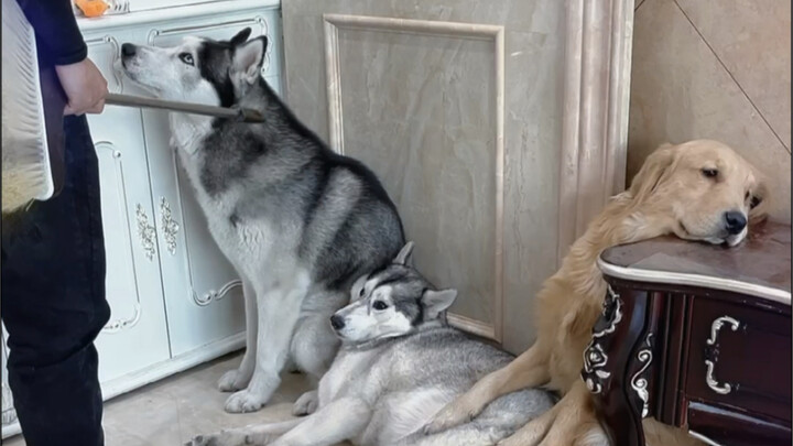 Đúng là chó Husky, bị lạc rồi mà vẫn còn cãi chày cãi cối.