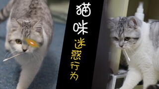 棉  签  猫 ！