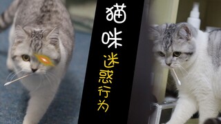 棉  签  猫 ！