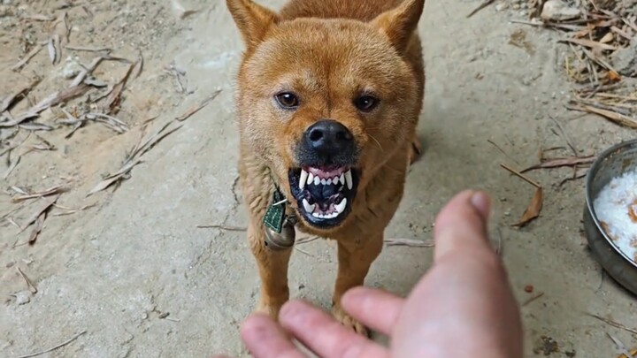 Tadi hanya bercanda denganmu, mengapa kakak malah mengacungkan pisau ke arahku?
