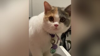 Reply to   Mà bạn hỏi con mèo tam thể nào vậy? Nhà mình có mỗi con lợn 3 màu này thui 🥲😺 cat meo