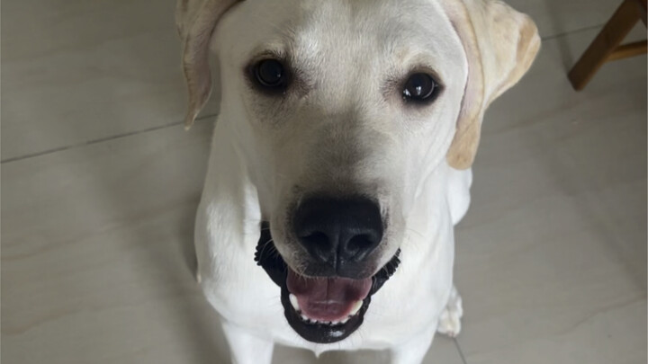 Saya rasa anjing di rumah saya cukup normal.