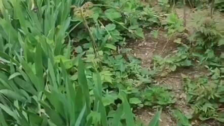 لا تريد أم القط أن يواصل طفلها التشرد معها، فتسلّمه إلى من يطعمه بانتظام.