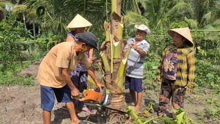 Thử Sức Dùng Máy Cưa Stihl Loại Lớn Để Lấy Củ Hũ Dừa và Cái Kết Bất Ngờ | TKQ & Family T1076