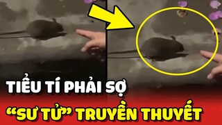 Khẳng định TIỂU TÍ cũng phải ĐẦU HÀNG trước "SƯ TỬ" trong truyền thuyết 😂 | Yêu Lu