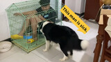 When A Border Collie Saw Its Owner In Its Cage, What Will It React?