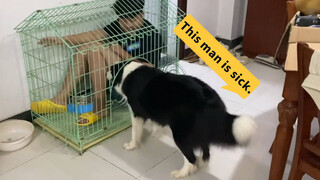 Reaksi Border Collie saat melihat majikannya menempati kandangnya.