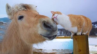 Cats and Horses have interactions too you know😂 😂Cute Animals videos