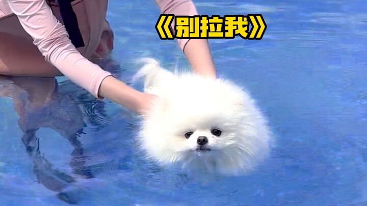 Anak anjing berenang untuk pertama kalinya, kira-kira nilainya berapa?