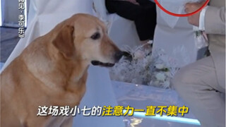 神犬小七反常失误急坏导演，原来竟是因为..