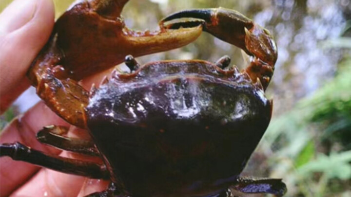 Those who get it know I’m fishing; those who don’t think I’m hunting Snaket.