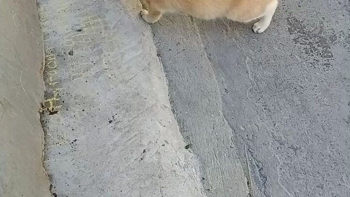 pussy playin ratatouey 😂