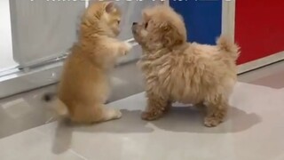 We are the best in the world