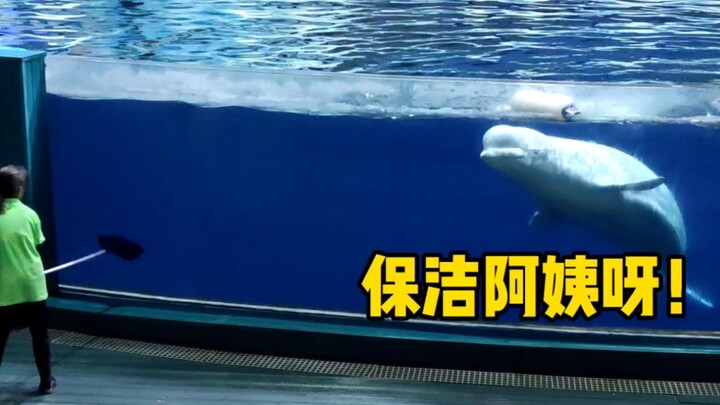 Paus Beluga Kecil yang Suka Urusi Urusan Orang Lain, Liu Liu