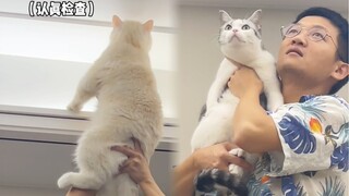 It turns out men aren't as good as cats...