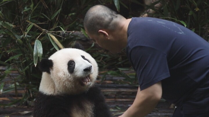 Hoa Hoa: Ông ơi, ăn xong bữa quả này chúng ta sẽ chạy trốn à?