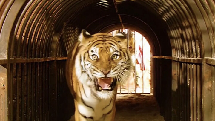 Harimau yang berjuang untuk hidup mereka di Colosseum ternyata adalah saudara yang telah lama hilang