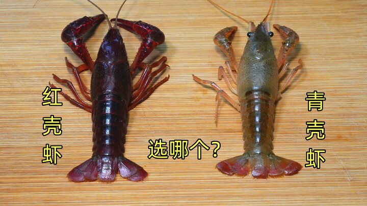When buying crayfish, should you choose the green-shell or red-shell variety? Turns out the differen