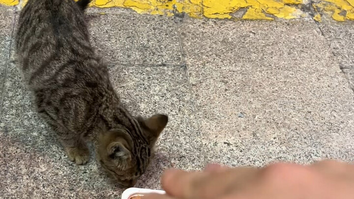This little stray is very wary—it must have been through a lot of hardship.