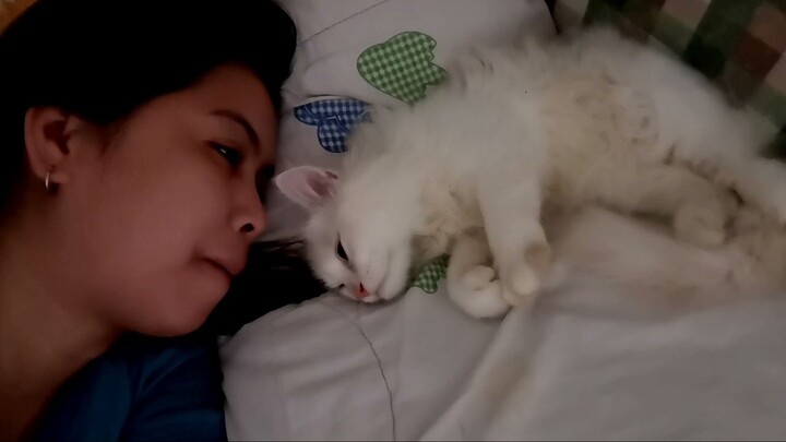 The sweetest SOLAbear ||Clowderzone