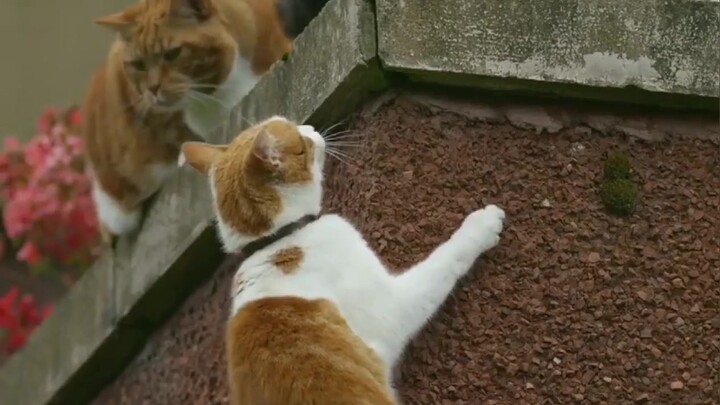 So this is how cats climb walls—there’s actually so much to their claws!