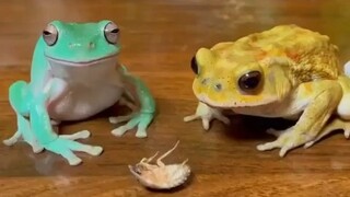 اقتتل ضفدعان من أجل القليل من الطعام، ويبدو أنهما ليسا ذكيين للغاية.