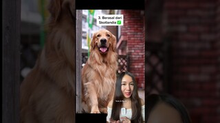 FAKTA UNIK ANABUL GOLDEN RETRIEVER YANG KAMU BELUM TAU‼️🐶 #shorts