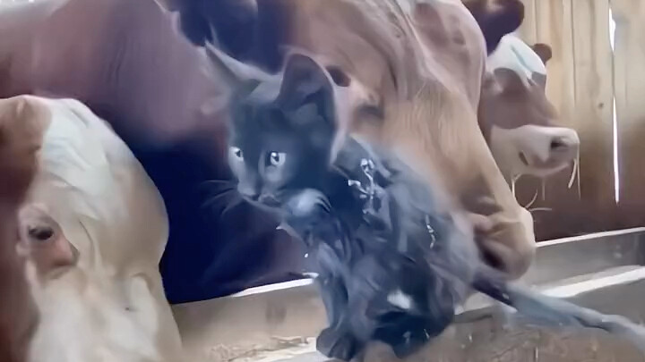 Kucing kecil yang selalu diintimidasi sejak kecil, siapa sangka setelah dewasa justru penuh wibawa..