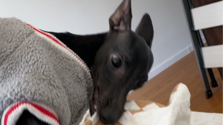 I noticed that the "Oppositional Puppy" has been really popular lately!