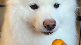 Everyone says I bought a fake Samoyed—I'm so sad and upset.