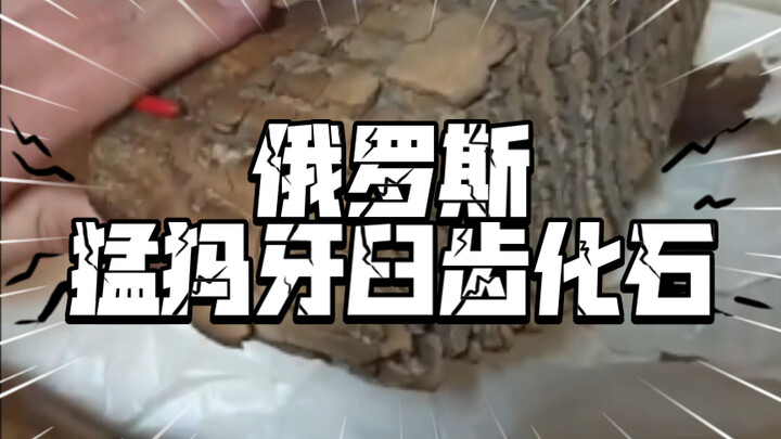 Russian Mammoth Molar Fossil